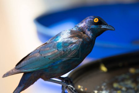 Téléchargez les photos : Cape starling (Lamprotornis nitens) bird - en image libre de droit
