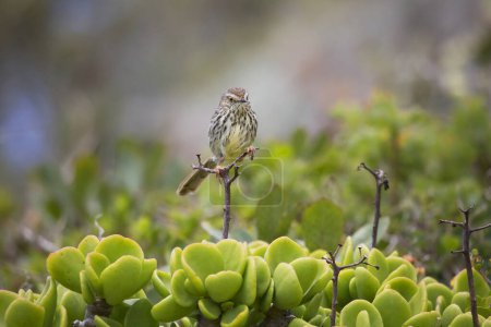 Téléchargez les photos : Prinia karoo ou prinia maculosa (Prinia maculosa) oiseau - en image libre de droit