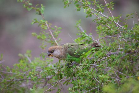 Foto de Loro de cabeza marrón (Poicephalus cryptoxanthus) pájaro en rama de árbol - Imagen libre de derechos