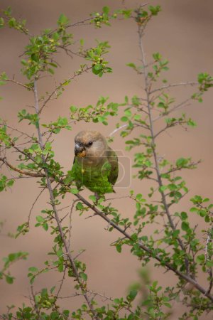 Téléchargez les photos : Perroquet à tête brune (Poicephalus cryptoxanthus) oiseau sur la branche de l'arbre - en image libre de droit