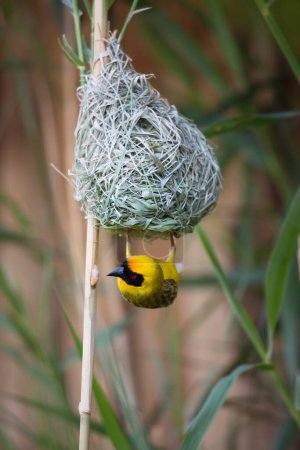 Photo for Southern masked weaver (Ploceus velatus), or African masked weaver on nest - Royalty Free Image