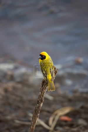 Photo for Colorful bird on branch in nature - Royalty Free Image
