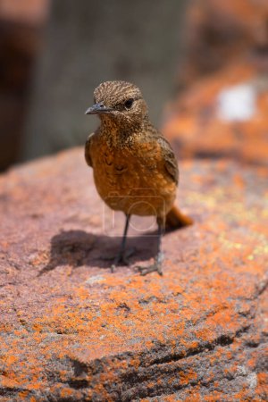 Foto de Tordo de roca del Cabo (Monticola rupestris) ave en la naturaleza - Imagen libre de derechos