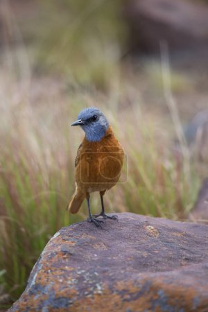 Téléchargez les photos : Grive du Cap mâle (Monticola rupestris) oiseau - en image libre de droit