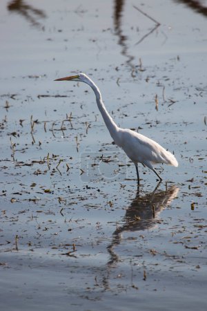 Foto de Great egret (Ardea alba) in water - Imagen libre de derechos