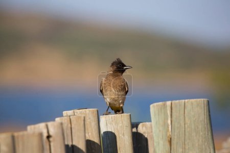 Téléchargez les photos : Dark-capped bulbul (Pycnonotus tricolor) bird - en image libre de droit