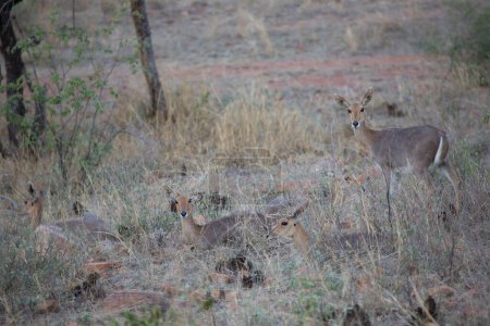 Mountain reedbuck (Redunca fulvorufula) antelopes in savanna