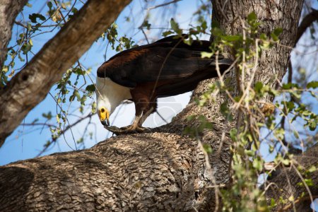 Photo for African fish eagle (Haliaeetus vocifer) or African sea eagle on tree - Royalty Free Image