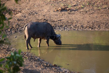 Photo for African buffalo drinking water in savannah - Royalty Free Image