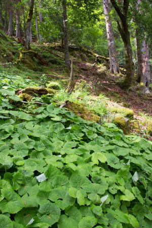 Téléchargez les photos : Belle forêt verdoyante avec collines - en image libre de droit