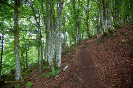 Téléchargez les photos : Belle forêt verte dans les montagnes - en image libre de droit