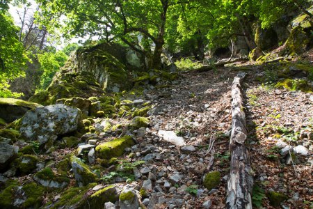 Téléchargez les photos : Belle forêt verte dans les montagnes - en image libre de droit