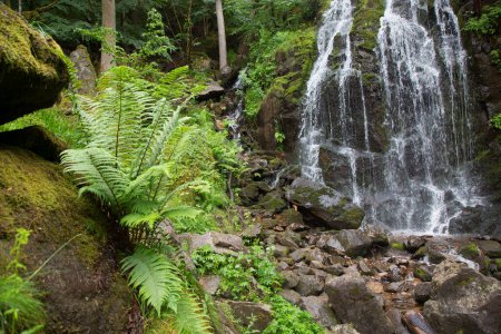 Téléchargez les photos : Belle cascade dans la forêt de montagne - en image libre de droit