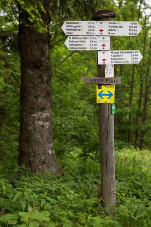Téléchargez les photos : Trail pointers in green forest - en image libre de droit