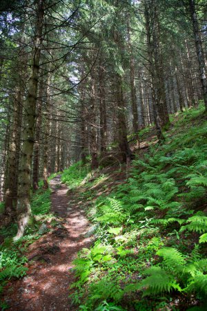 Téléchargez les photos : Belle forêt dans les montagnes avec de grands arbres - en image libre de droit