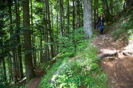 Téléchargez les photos : Belle forêt dans les montagnes avec de grands arbres - en image libre de droit