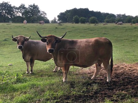 Photo for Cows grazing in the green field - Royalty Free Image