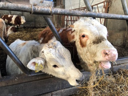 Foto de Vacas comiendo heno en la granja - Imagen libre de derechos