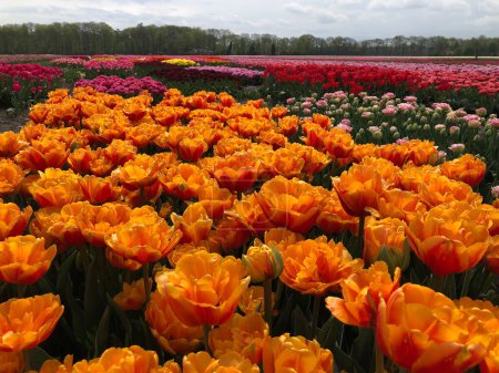 Téléchargez les photos : Champ de belles tulipes colorées aux Pays-Bas - en image libre de droit