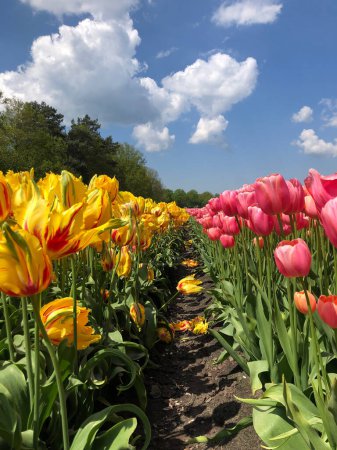 Pole pięknych kolorowych tulipanów w Holandii