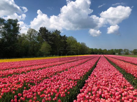 Téléchargez les photos : Champ de belles tulipes colorées aux Pays-Bas - en image libre de droit