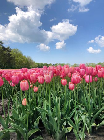 Téléchargez les photos : Champ de belles tulipes roses aux Pays-Bas - en image libre de droit