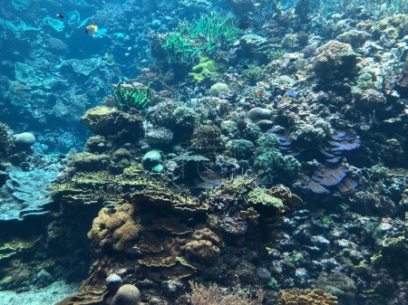 Foto de Vista submarina del arrecife de coral en el mar - Imagen libre de derechos