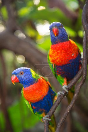 Photo for Colorful parrots in tropical forest - Royalty Free Image