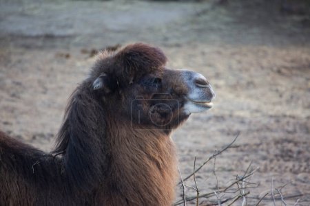 Foto de Hermoso camello peludo en el zoológico - Imagen libre de derechos
