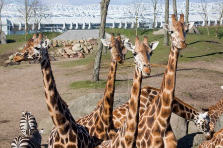 Photo for Giraffes in the zoo in sunny day - Royalty Free Image