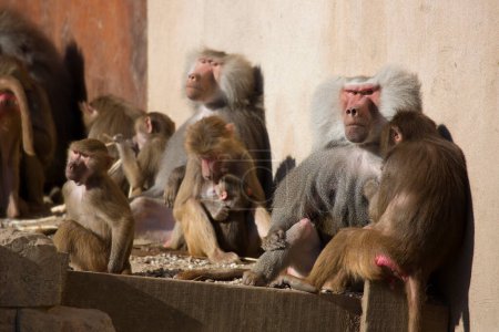 Photo for Funny monkeys in sunny day in zoo - Royalty Free Image