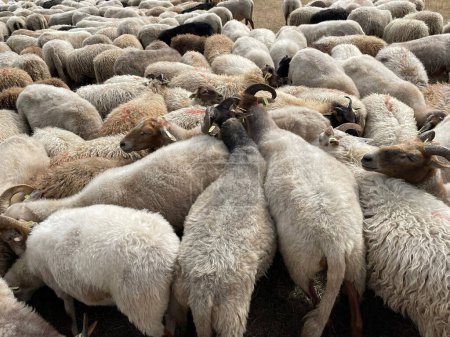 Téléchargez les photos : Gros troupeau de moutons à la ferme - en image libre de droit
