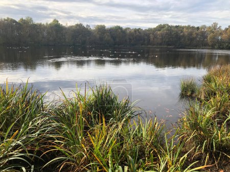 Téléchargez les photos : Belle forêt d'automne avec lac - en image libre de droit