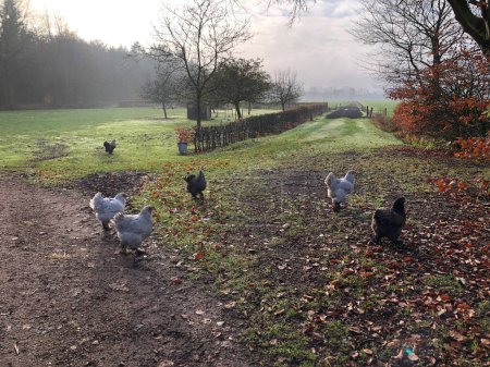 Téléchargez les photos : Troupeau de poulets dans la ferme en automne - en image libre de droit