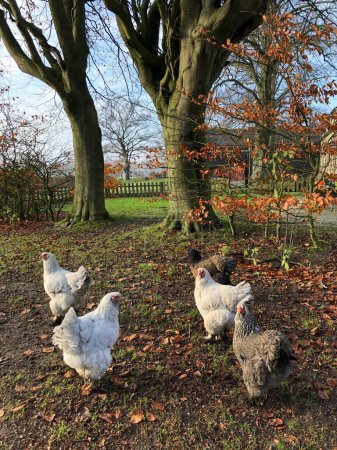 Photo for Flock of chickens in the farm in autumn - Royalty Free Image