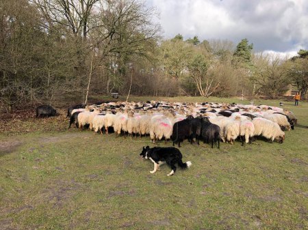 Téléchargez les photos : Pâturage des moutons dans les pâturages ensoleillés - en image libre de droit