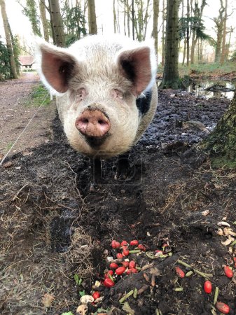 Téléchargez les photos : Portrait de gros cochon à la ferme - en image libre de droit