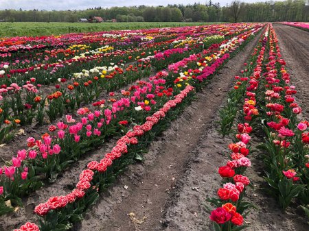 Photo for Field of beautiful colorful tulip flowers in Netherlands - Royalty Free Image