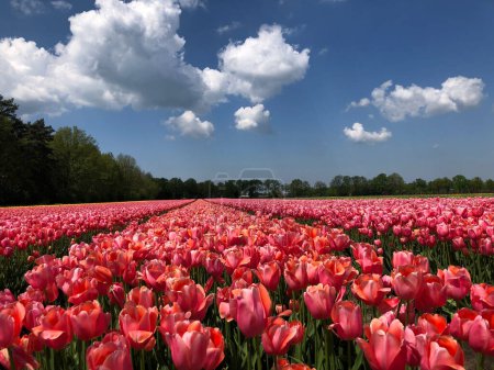 Téléchargez les photos : Champ de belles fleurs de tulipes colorées aux Pays-Bas - en image libre de droit