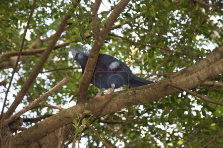 Téléchargez les photos : Oiseau sur branche d'arbre en forêt - en image libre de droit