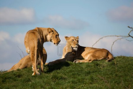 Téléchargez les photos : Lion reposant sur une colline verte - en image libre de droit