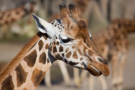 Téléchargez les photos : Belle girafe dans la nature ou zoo - en image libre de droit