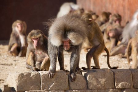 Foto de Divertidos monos en día soleado en el zoológico - Imagen libre de derechos