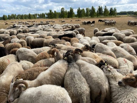 Téléchargez les photos : Troupeau de moutons dans le pâturage - en image libre de droit