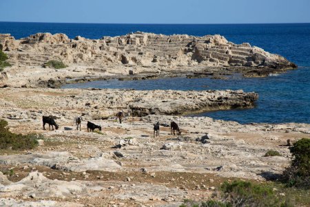 Foto de Hermosa costa de piedra rocosa en Grecia - Imagen libre de derechos