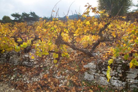Téléchargez les photos : Vignobles secs dans les montagnes en Grèce - en image libre de droit