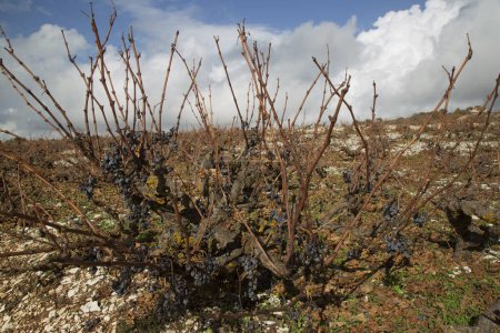 Foto de Viñedos secos en las montañas de Grecia - Imagen libre de derechos
