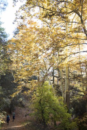 Téléchargez les photos : Belle forêt d'automne dans les montagnes - en image libre de droit