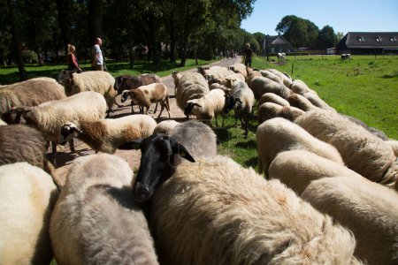 Téléchargez les photos : Agriculteur pâturage moutons à la campagne - en image libre de droit