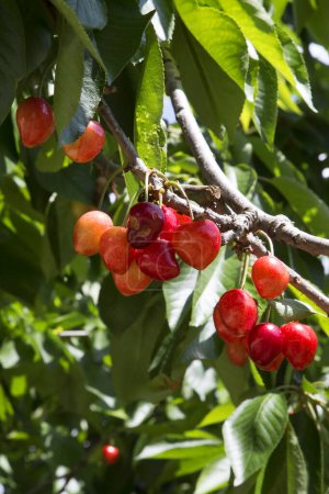 Photo for Cherries hanging on cherry tree branch - Royalty Free Image